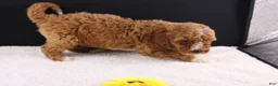 Mini Goldendoodle dogs for sale: Brewster - Ad 11