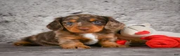 Miniature Dachshund dogs for sale: Caden - Ad 2
