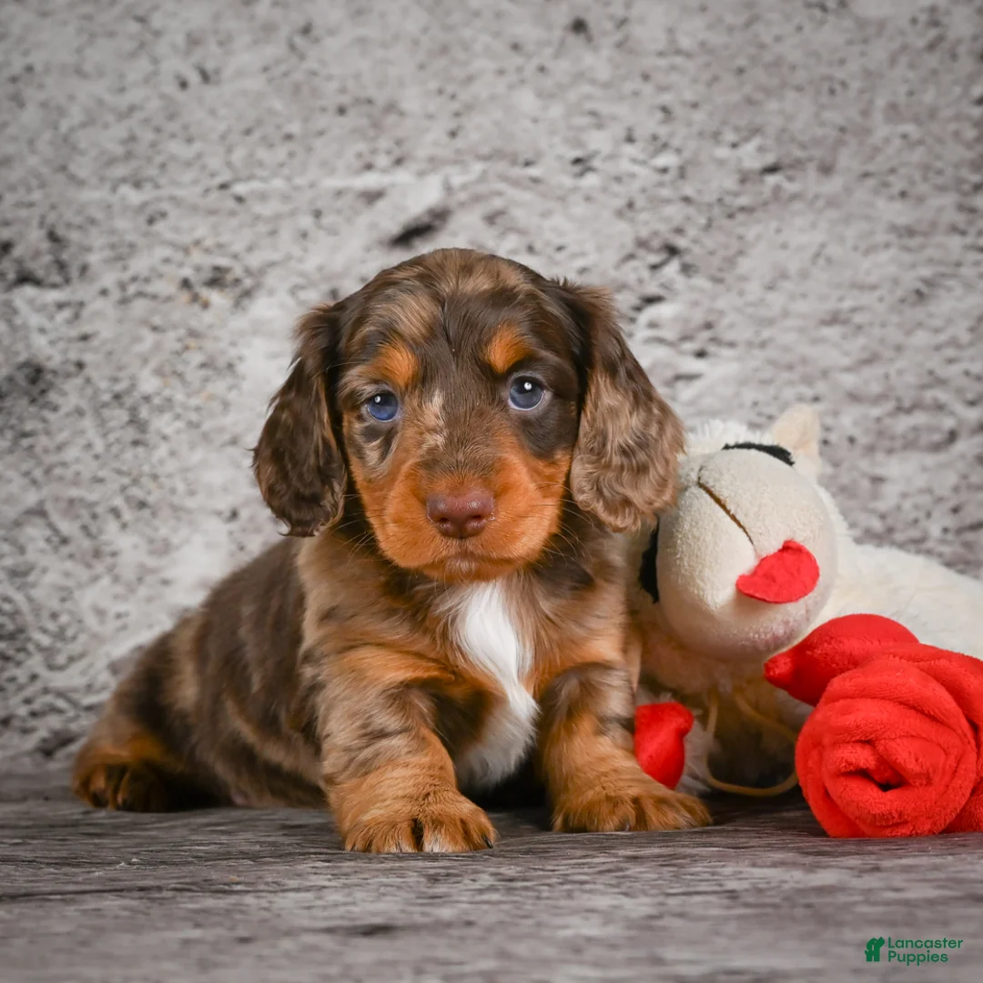 Miniature Dachshund dogs for sale: Caden - Ad 2