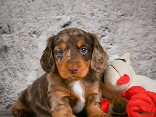 Miniature Dachshund dogs for sale: Caden - Ad 2