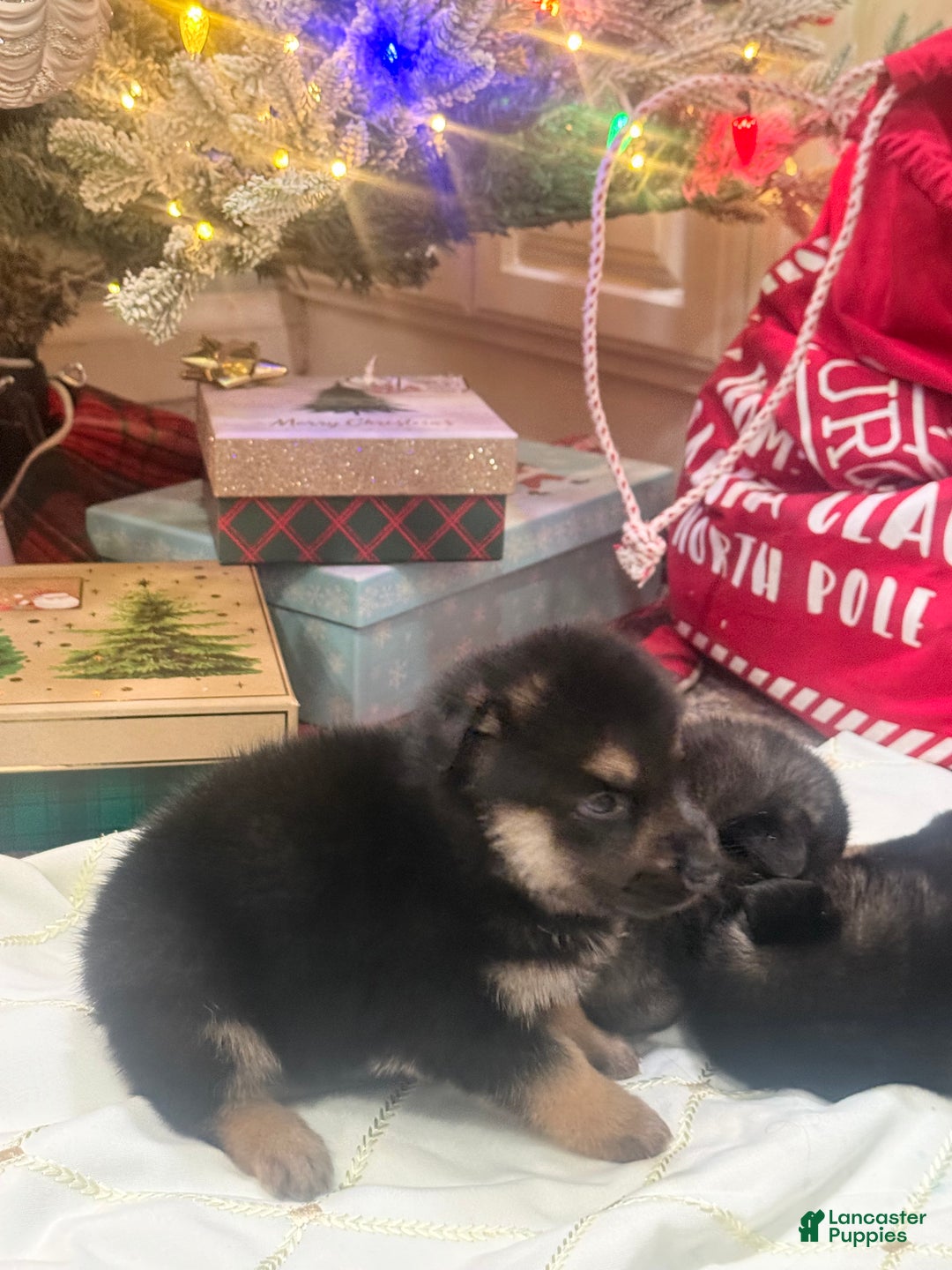 Gerberian Shepsky dogs for sale: Gerberian Shepsky Puppy 1 - Ad 20