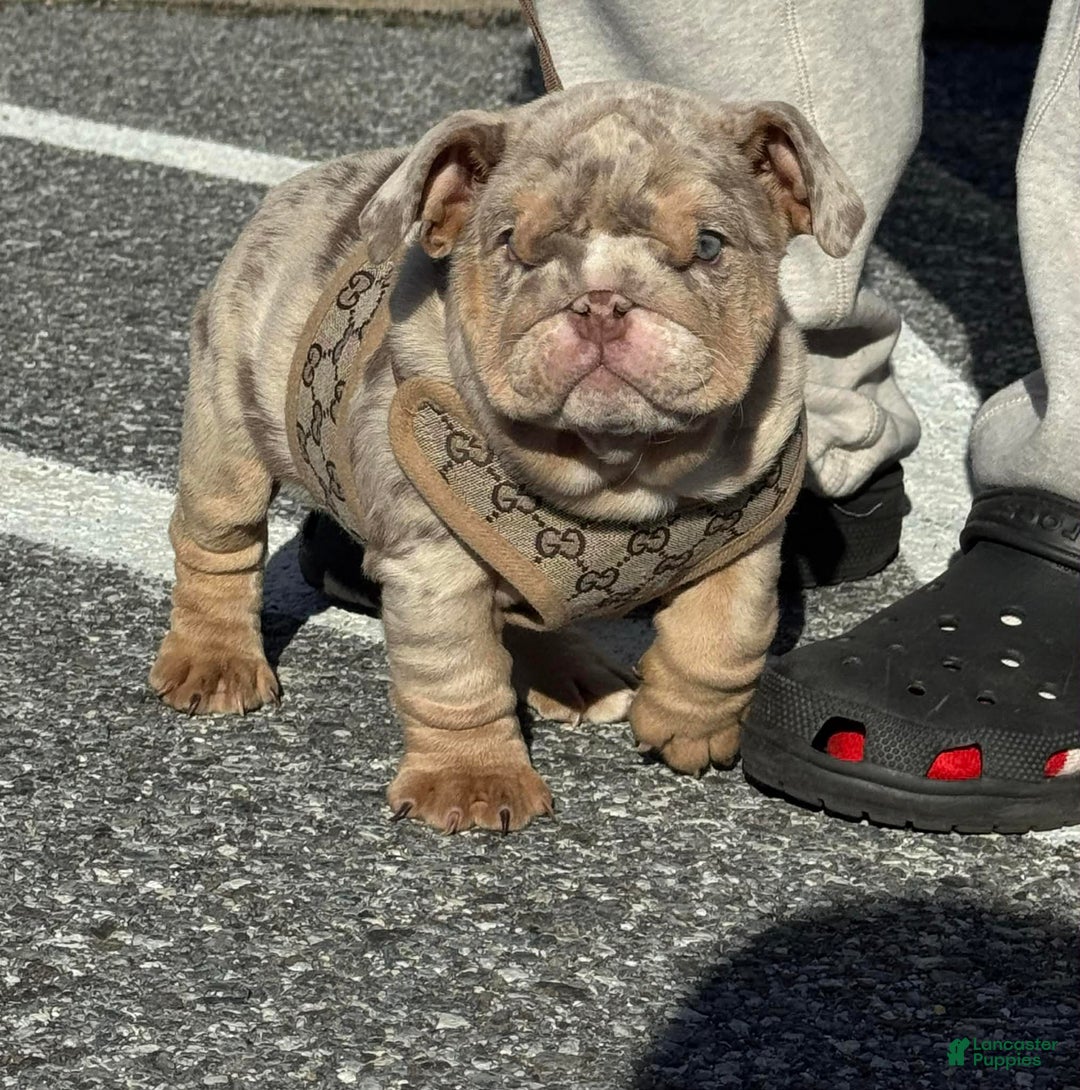 English Bulldog dogs for sale: Cookies - Ad 7