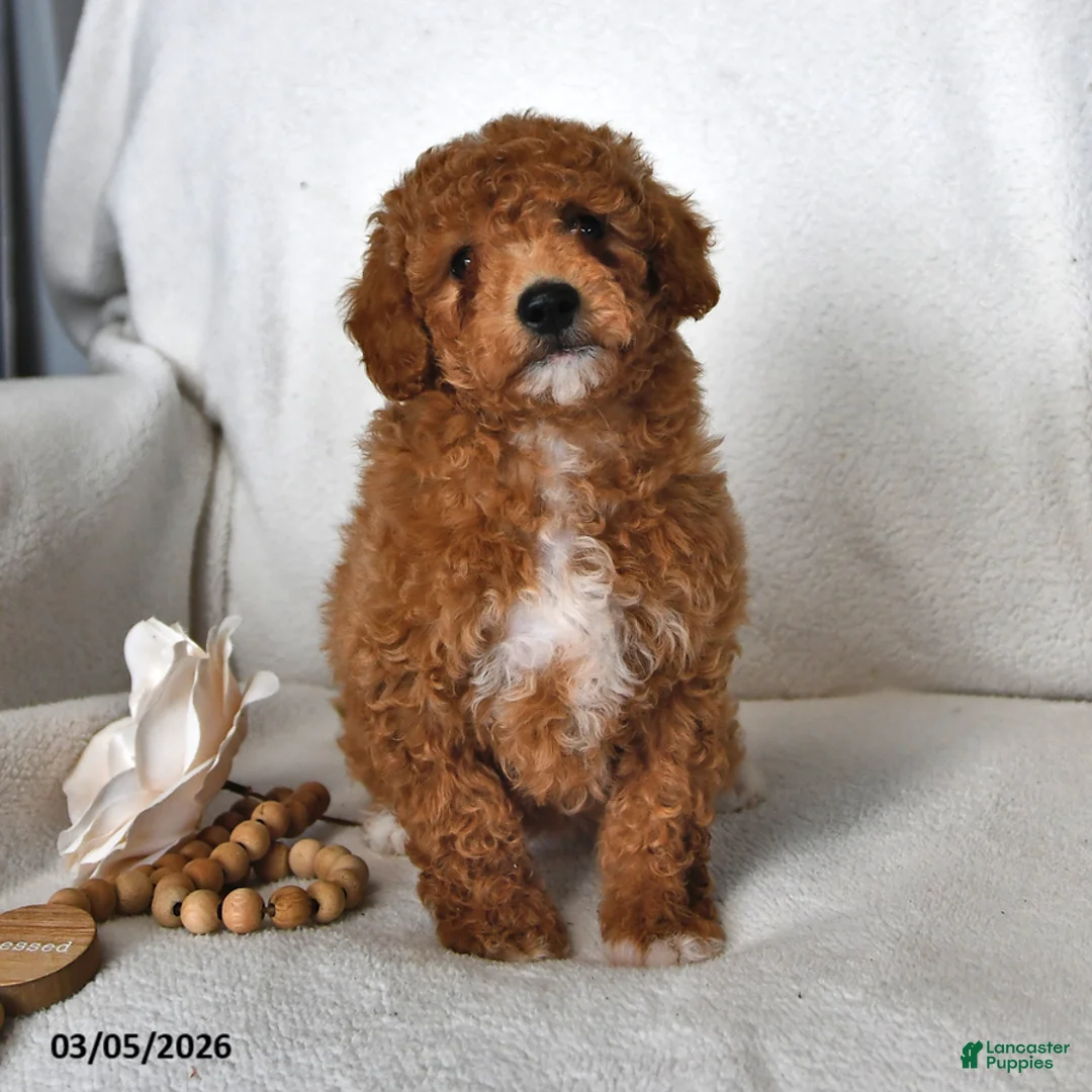 Mini Goldendoodle dogs for sale: Jane - Ad 1