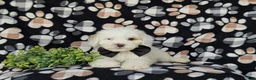 Cockapoo dogs for sale: Bronson Hypoallergenic - Ad 6