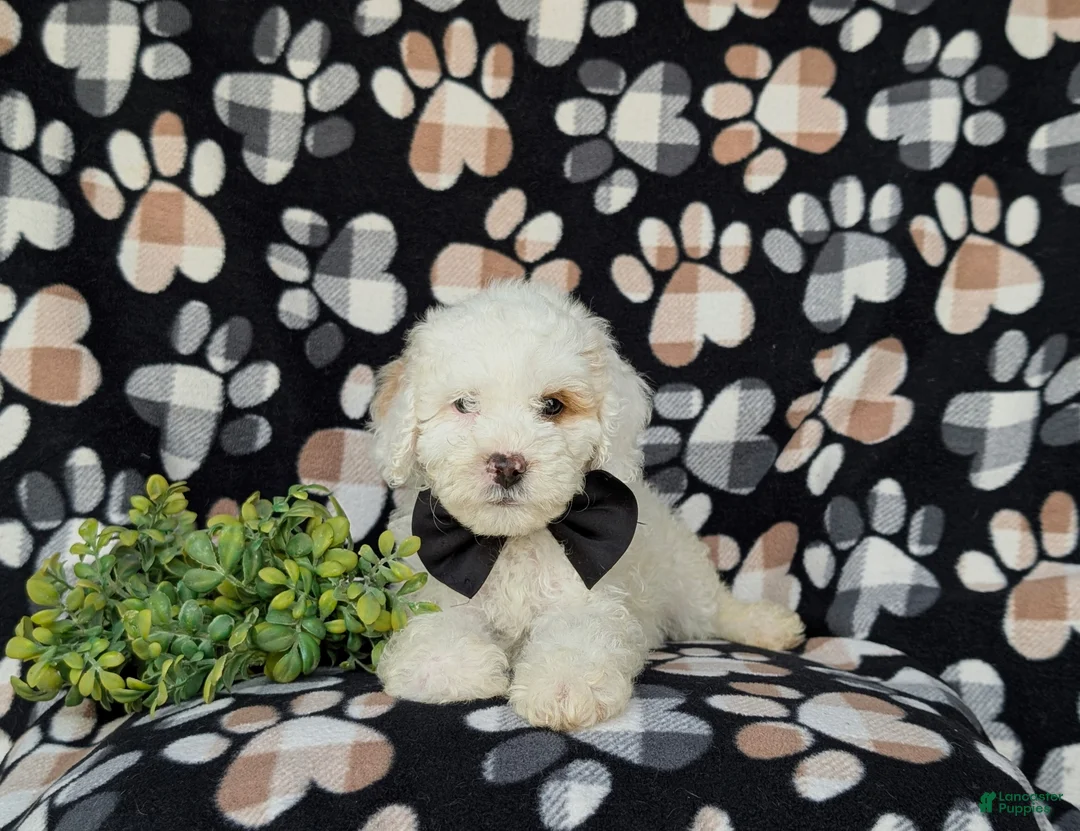 Cockapoo dogs for sale: Bronson Hypoallergenic - Ad 6