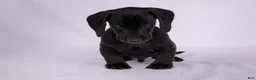 Miniature Dachshund dogs for sale: Pepper - Ad 5