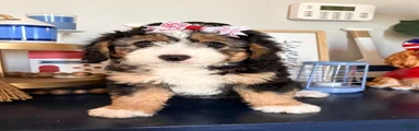 Mixed Breed 1