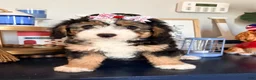 Mixed Breed dogs for sale: Mixed Breed 1 - Ad 1