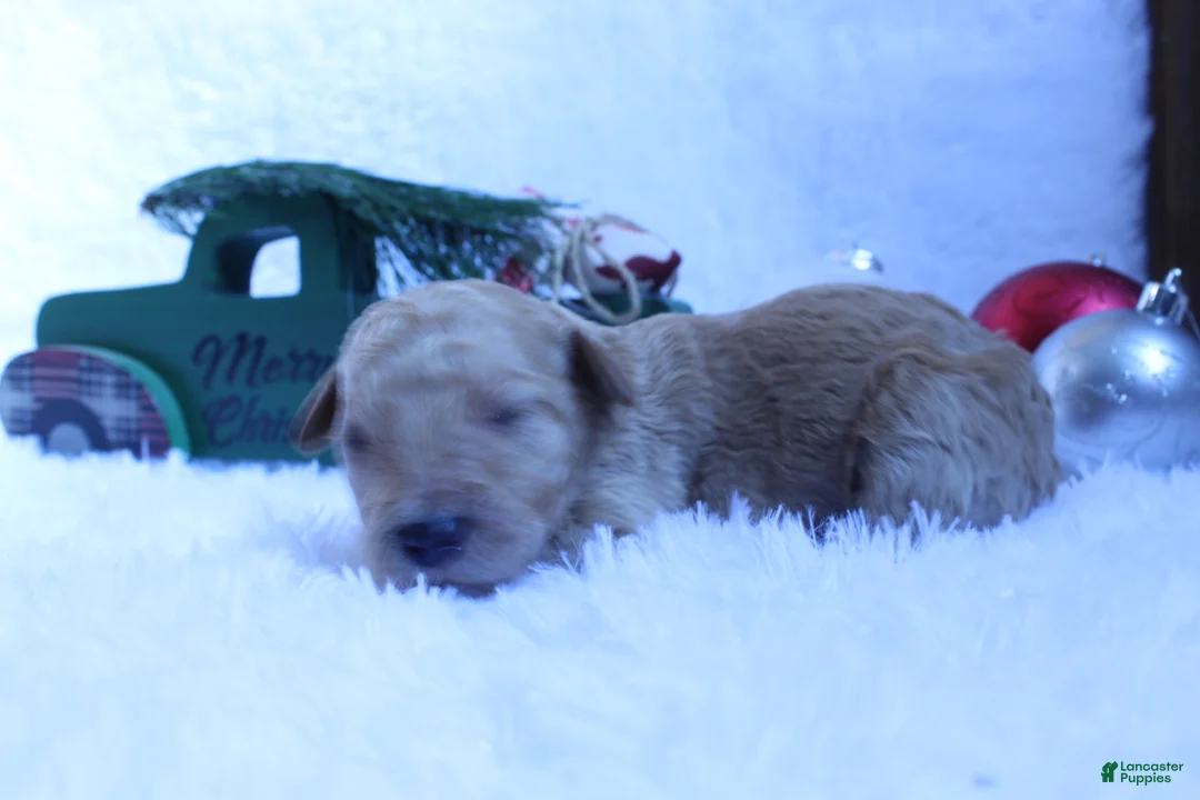 Goldendoodle dogs for sale: Blondie - Ad 7
