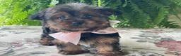 Yorkshire Terrier dogs for sale: Felicity - Ad 10