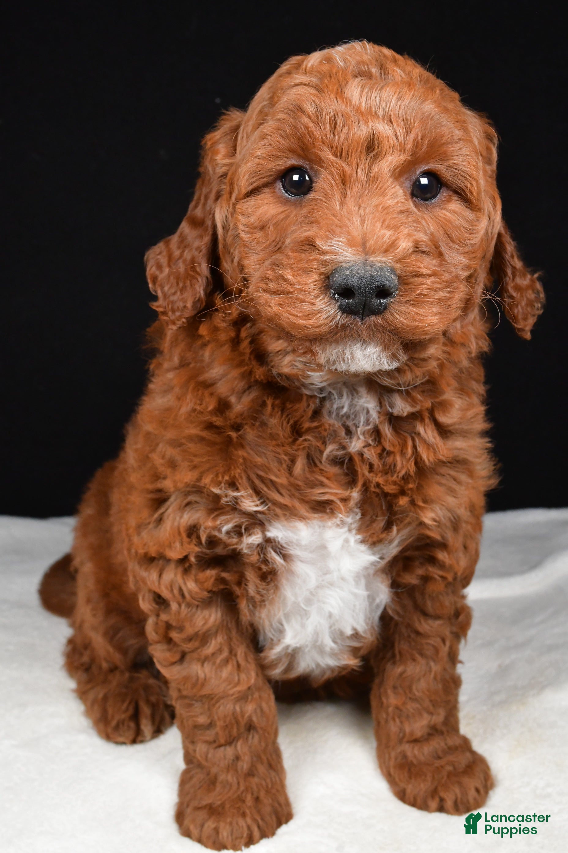 Goldendoodle dogs Gus - Ad 2