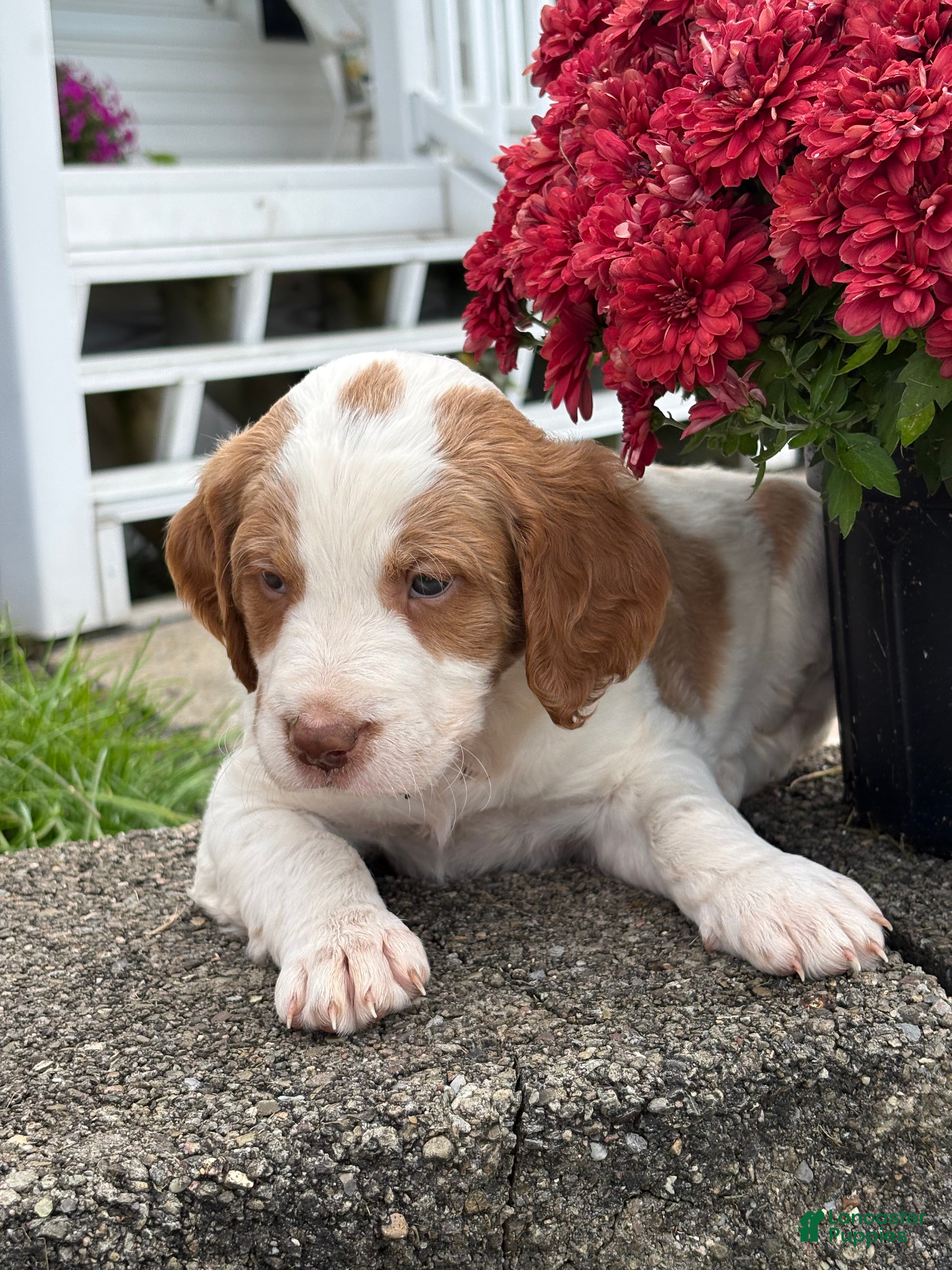 Mixed Breed dogs for sale: Marshall - Ad 1