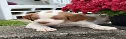 Mixed Breed dogs for sale: Marshall - Ad 1