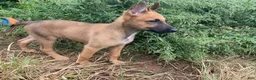 Mixed Breed dogs for sale: Mixed Breed 1 - Ad 7