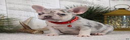 French Bulldog dogs for sale: Arnold (Mild Cleft Lip) - Ad 5