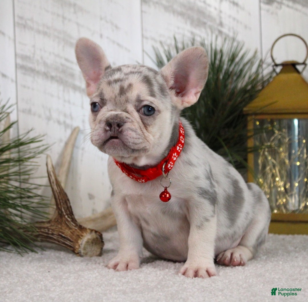 French Bulldog dogs for sale: Arnold (Mild Cleft Lip) - Ad 5