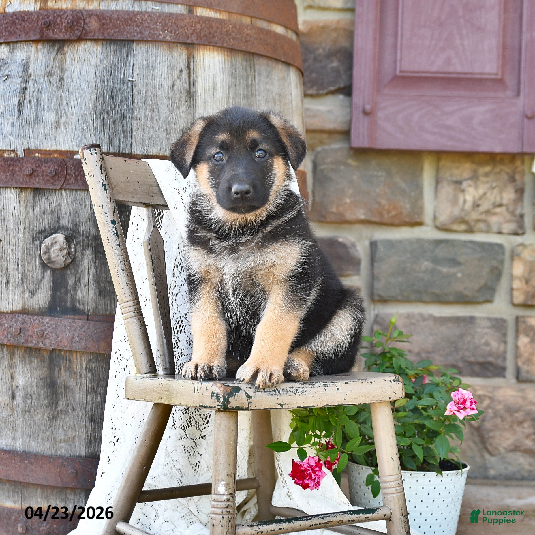 German Shepherd dogs Brin - Ad 1
