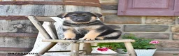 German Shepherd dogs for sale: Brin - Ad 1