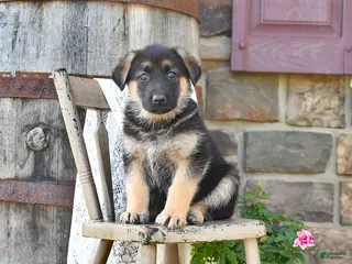 German Shepherd dogs for sale: Brin - Ad 3
