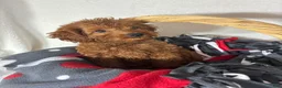 Mini Goldendoodle dogs for sale: Gabby - Ad 2