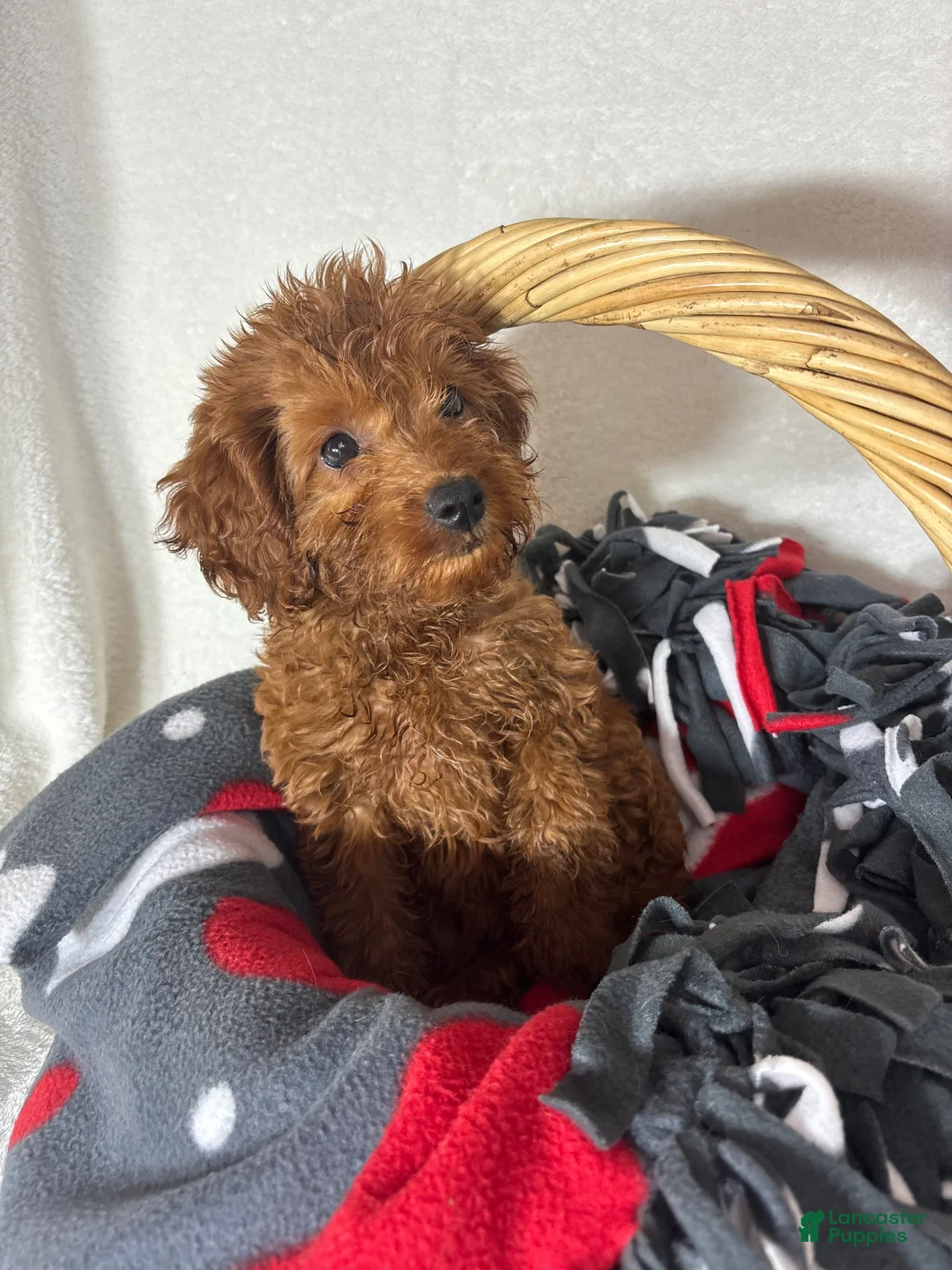 Mini Goldendoodle dogs for sale: Gabby - Ad 2