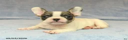 French Bulldog dogs for sale: Venzie - Ad 3