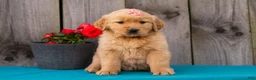 Golden Retriever dogs for sale: Tammy - Ad 2