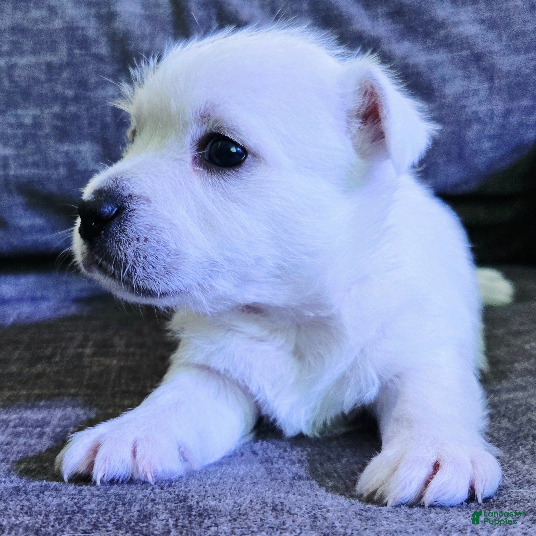 West Highland Terrier dogs West Highland Terrier - Ad 27