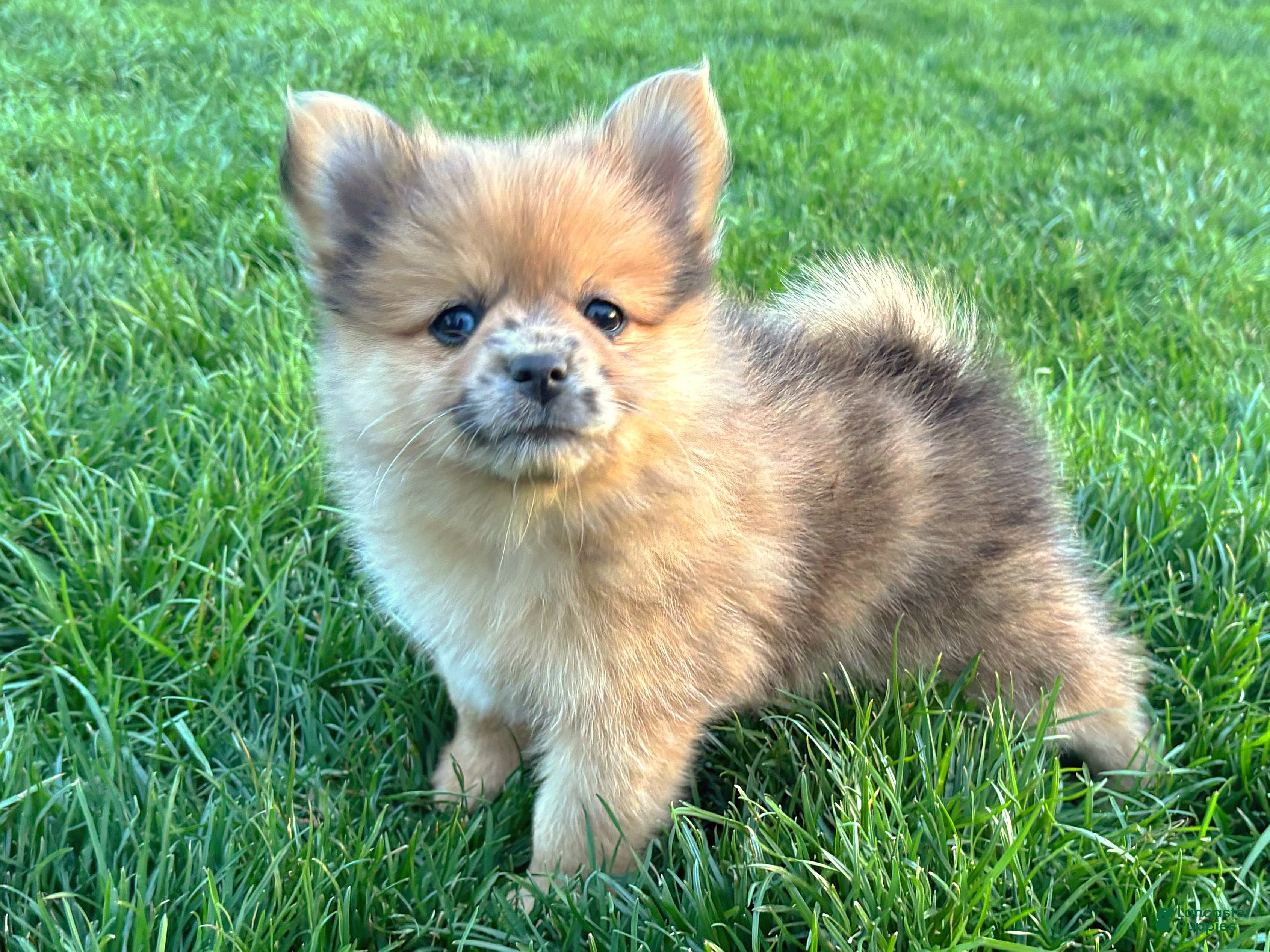 Mixed Breed dogs Mario - Ad 2