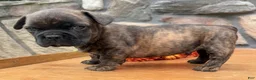 French Bulldog dogs for sale: Snickers - Ad 5