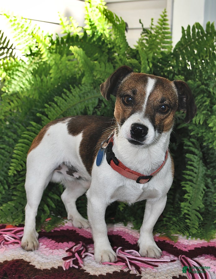 Jack Russell Terrier dogs for sale: Barbie - Ad 7