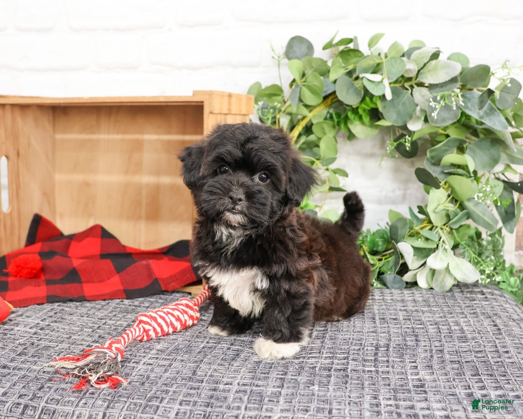 Shihpoo dogs for sale: Joey - Ad 2