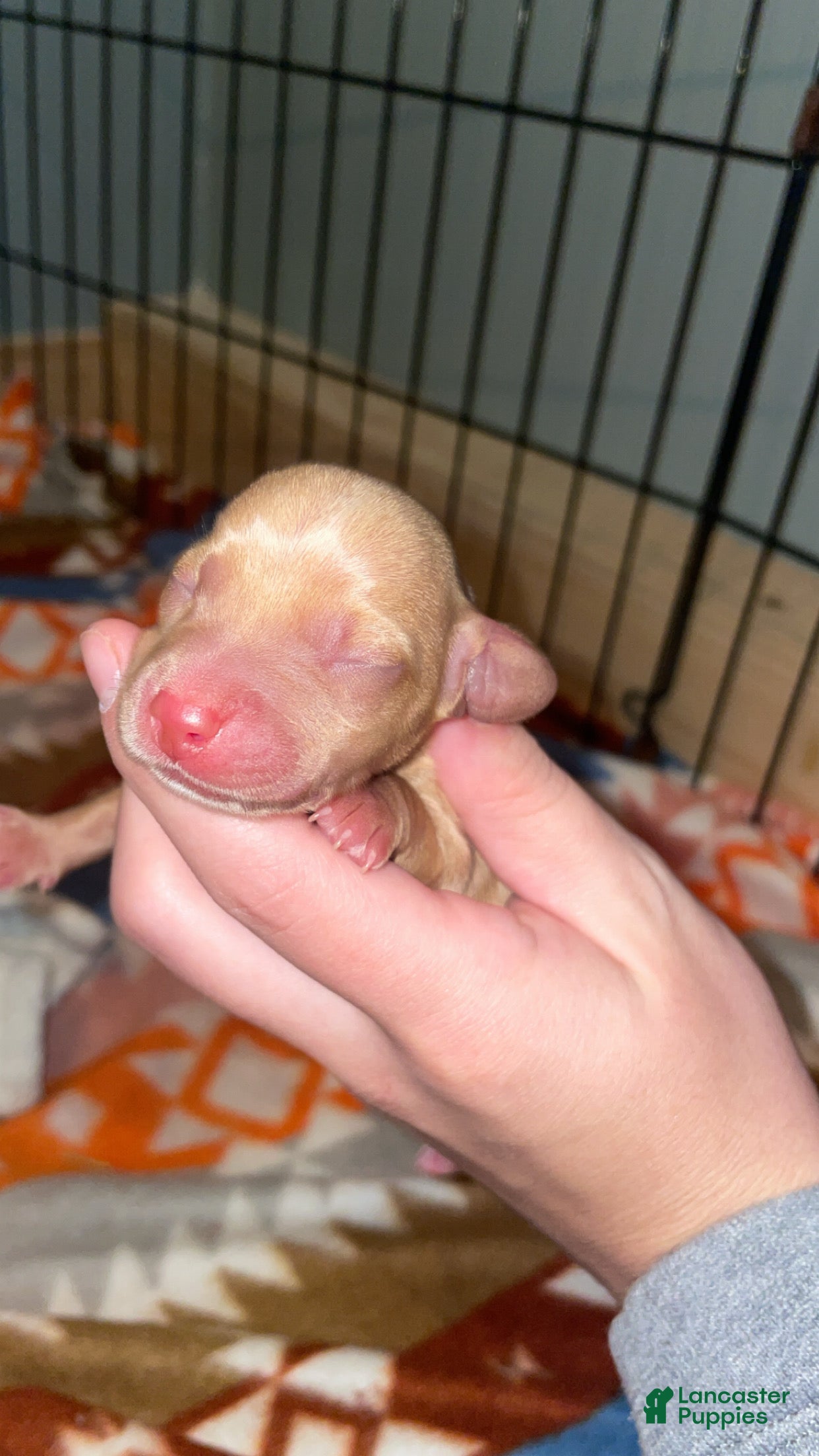 Miniature Dachshund dogs for sale: Miniature Dachshund Puppy 2 - Ad 3