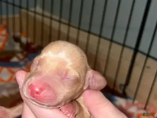 Miniature Dachshund dogs for sale: Miniature Dachshund Puppy 2 - Ad 3