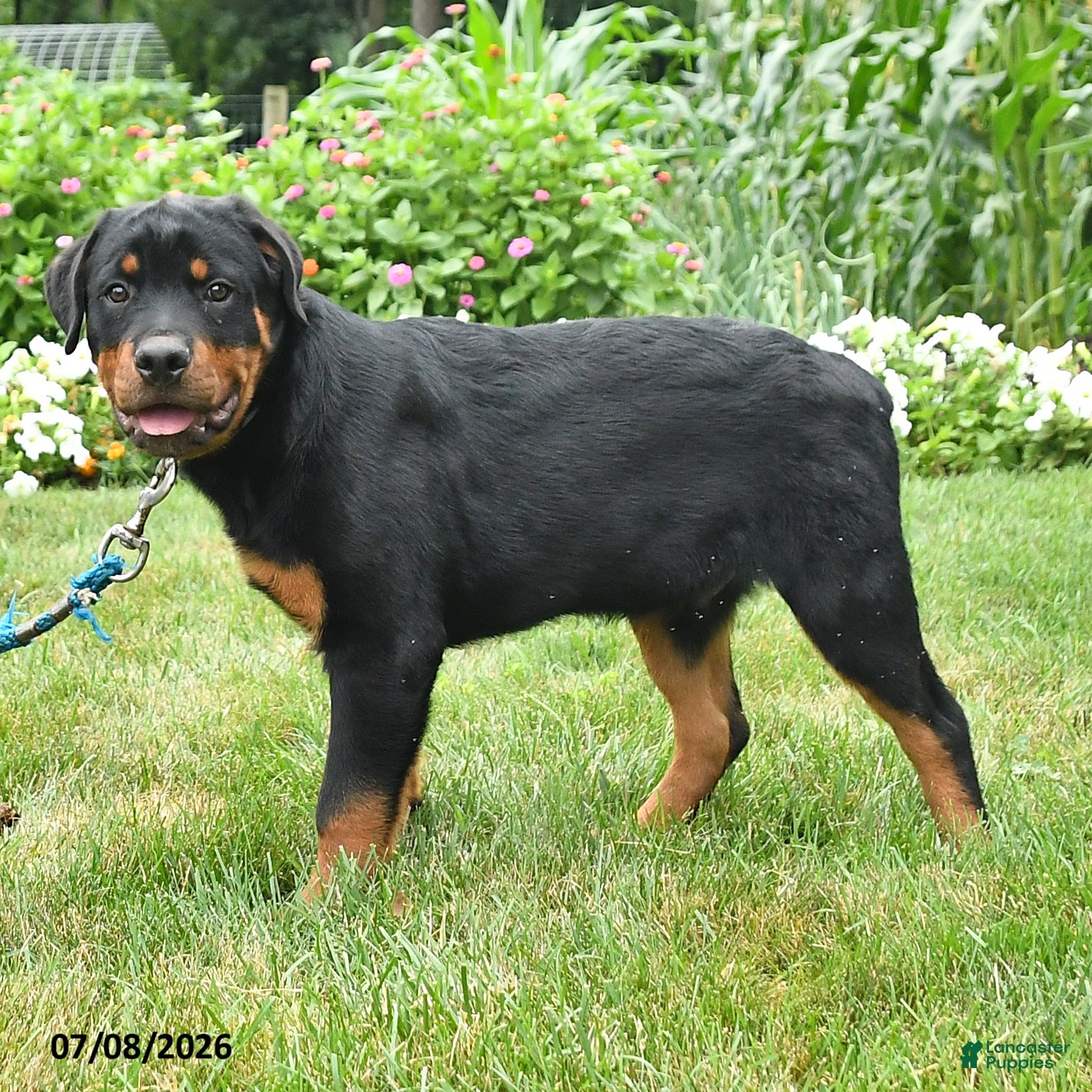 Rottweiler dogs Gunner - Ad 2