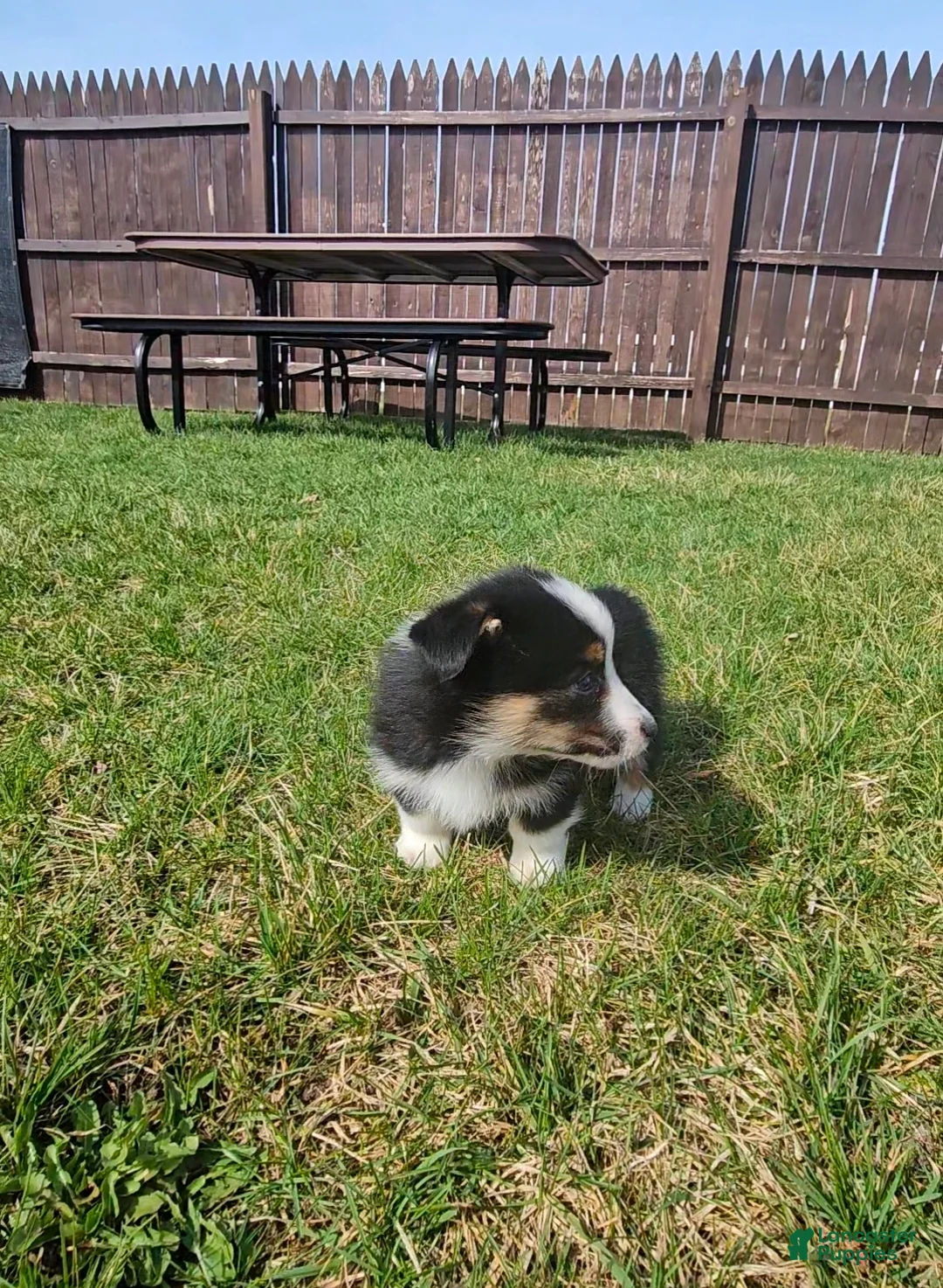 Mixed Breed dogs for sale: Slick - Ad 6