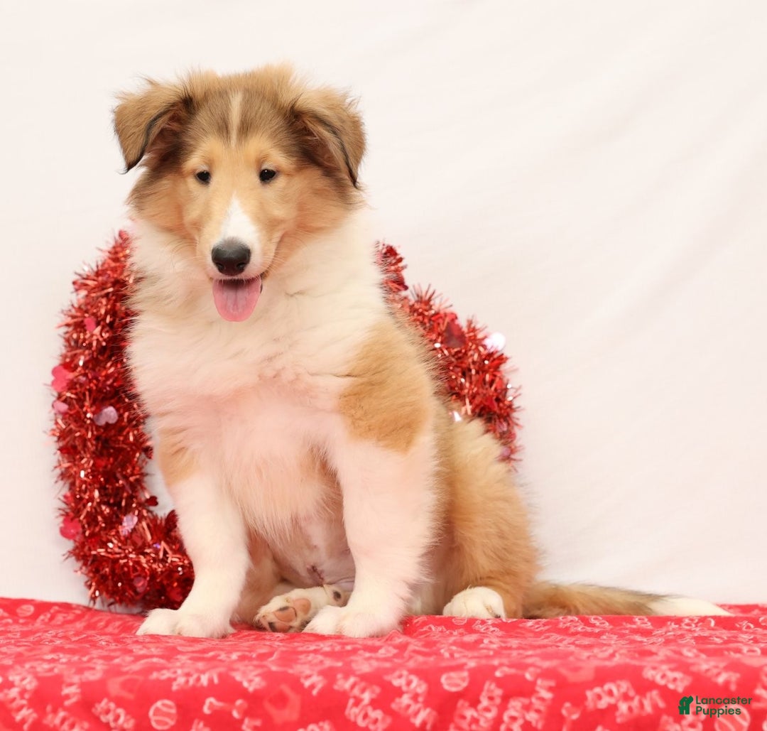 Collie dogs for sale: Newton - Ad 2