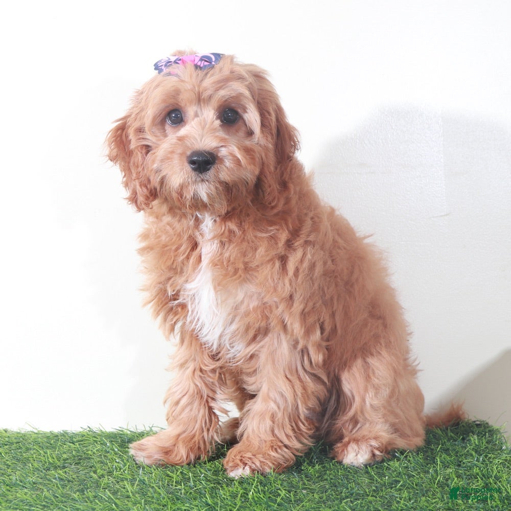 Cavapoo dogs Clover Stunning Female Cavapoo Puppy - Ad 1