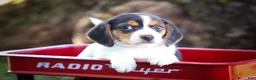 Beagle dogs for sale: Ollie Belle - Ad 4