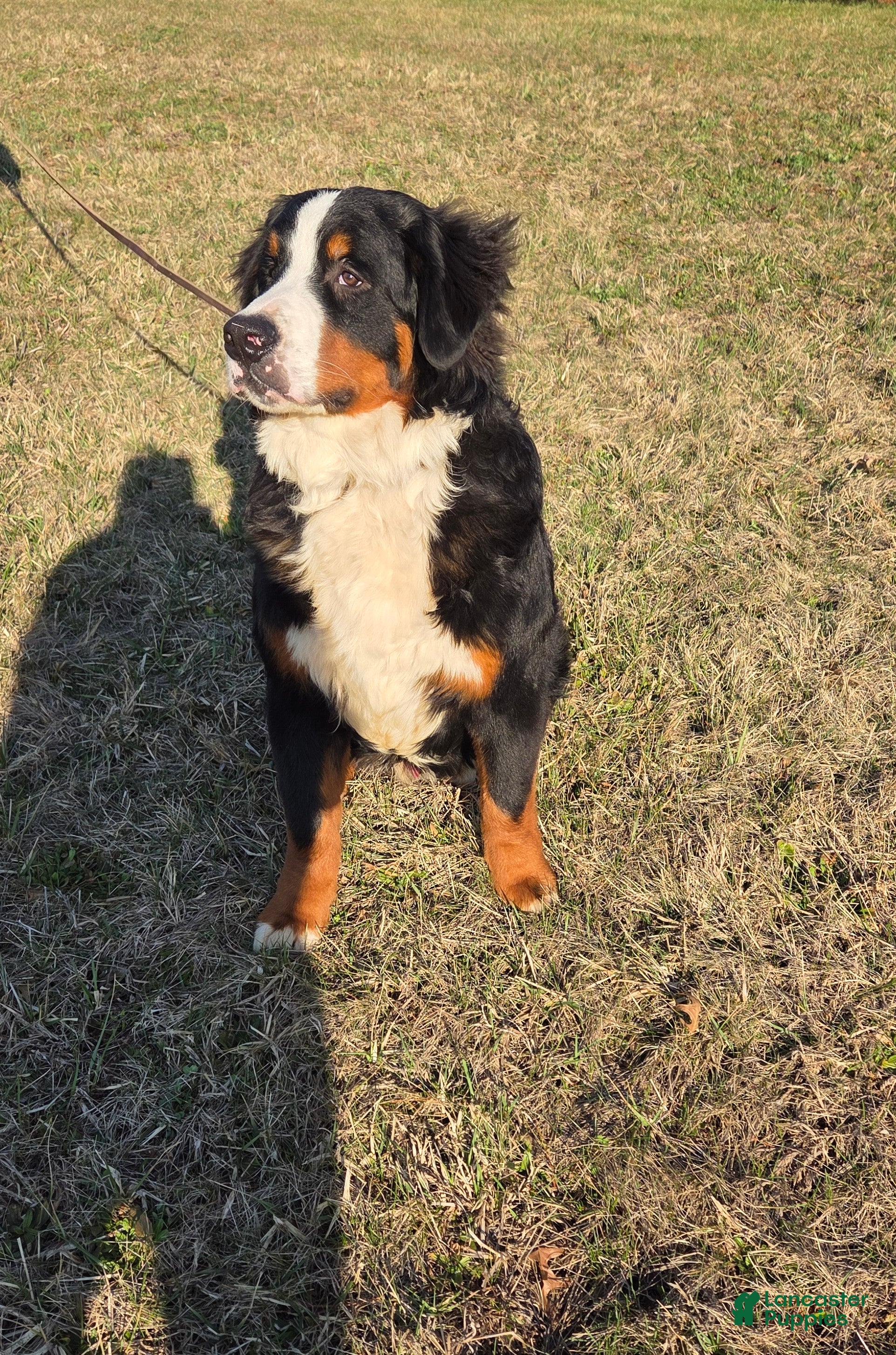 Bernese Mountain Dog dogs Jaxson - Ad 1