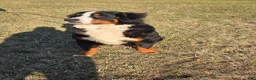 Bernese Mountain Dog dogs for sale: Jaxson - Ad 1
