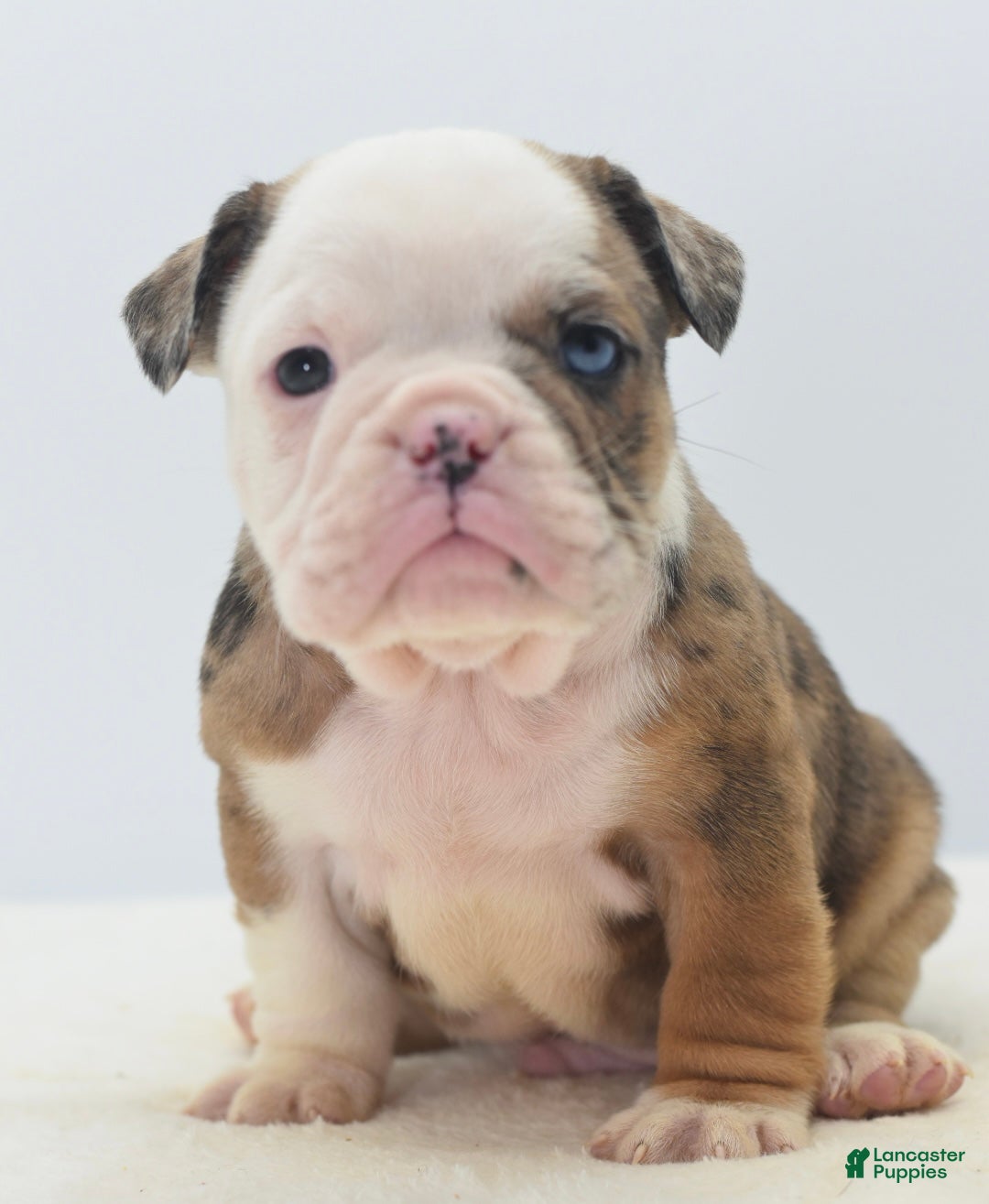 Mixed Breed dogs Turbo Merle blue eyes - Ad 27