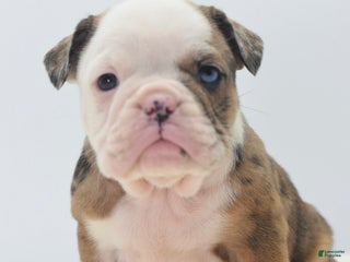 Mixed Breed dogs Turbo Merle blue eyes - Ad 24