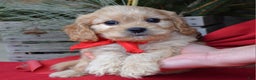 Cavachon dogs for sale: Corbin - Ad 6