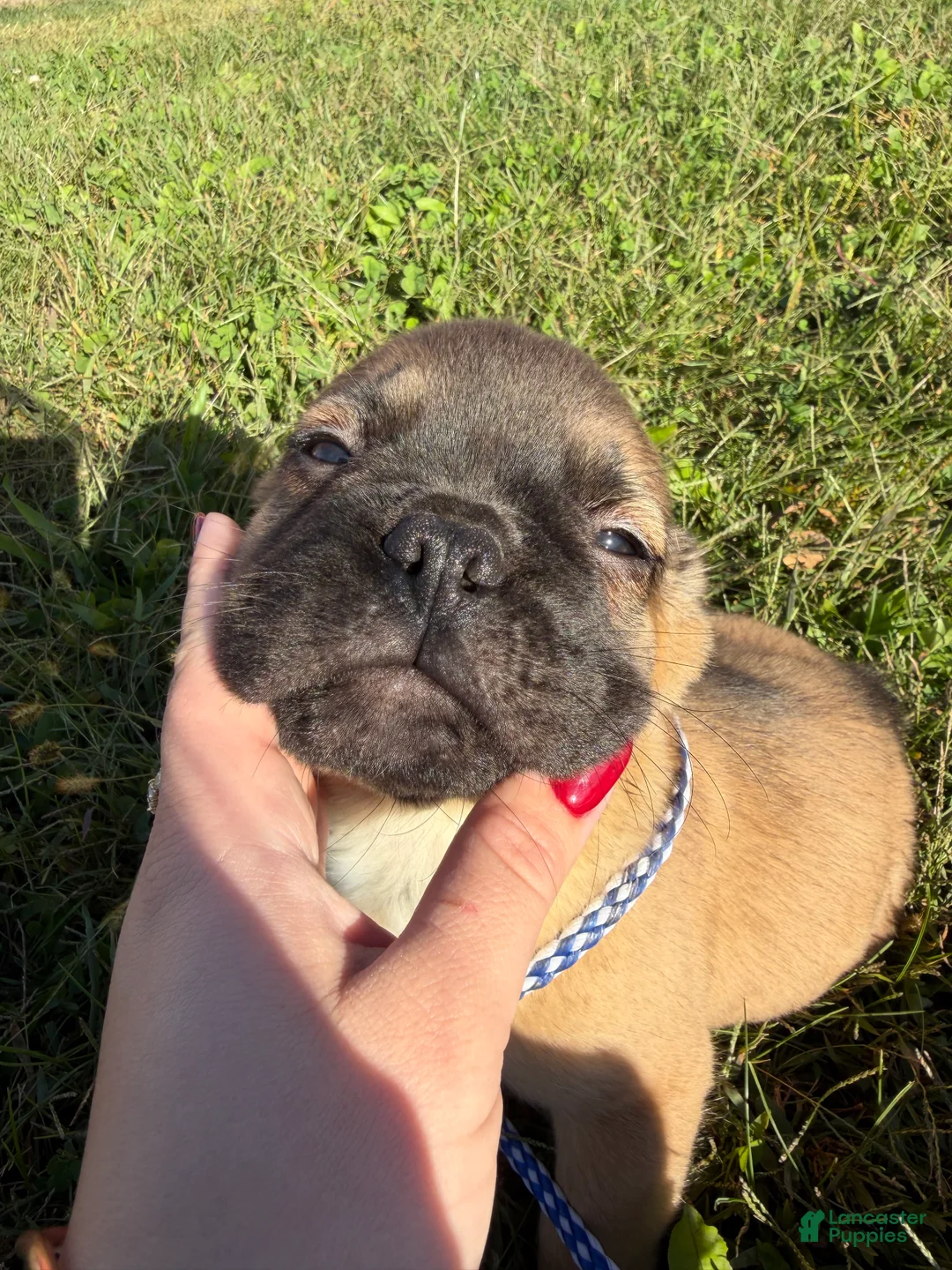 French Bulldog dogs for sale: Frankie FLUFFY - Ad 2