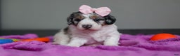 Mini Bernedoodle dogs for sale: Jasmine - Ad 5