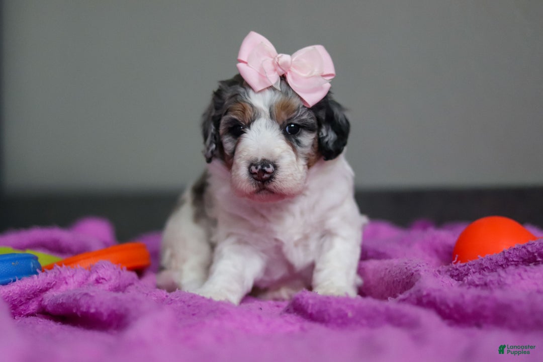 Mini Bernedoodle dogs for sale: Jasmine - Ad 5