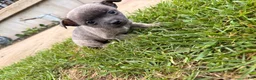 Chihuahua dogs for sale: Chihuahua 1 - Ad 7