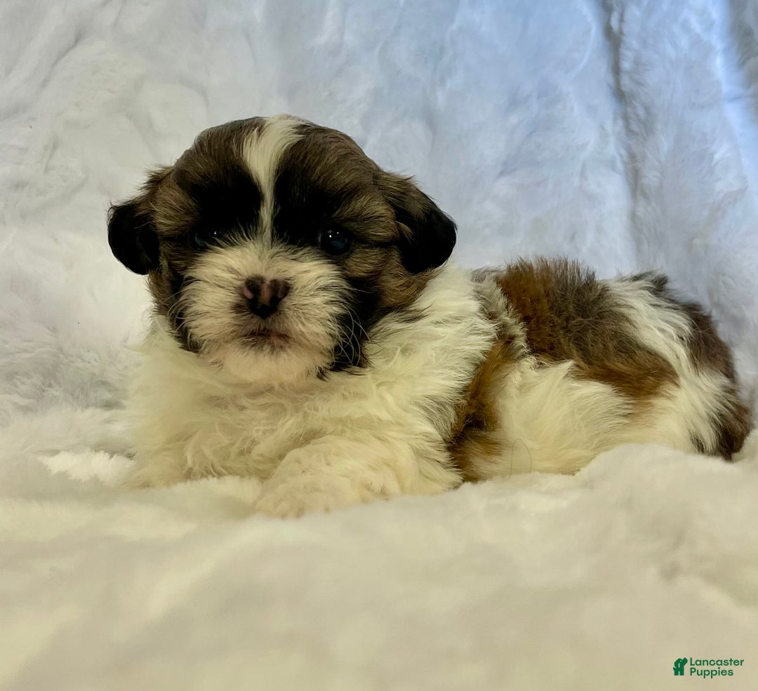 Shih Tzu dogs for sale: Carl - Ad 3