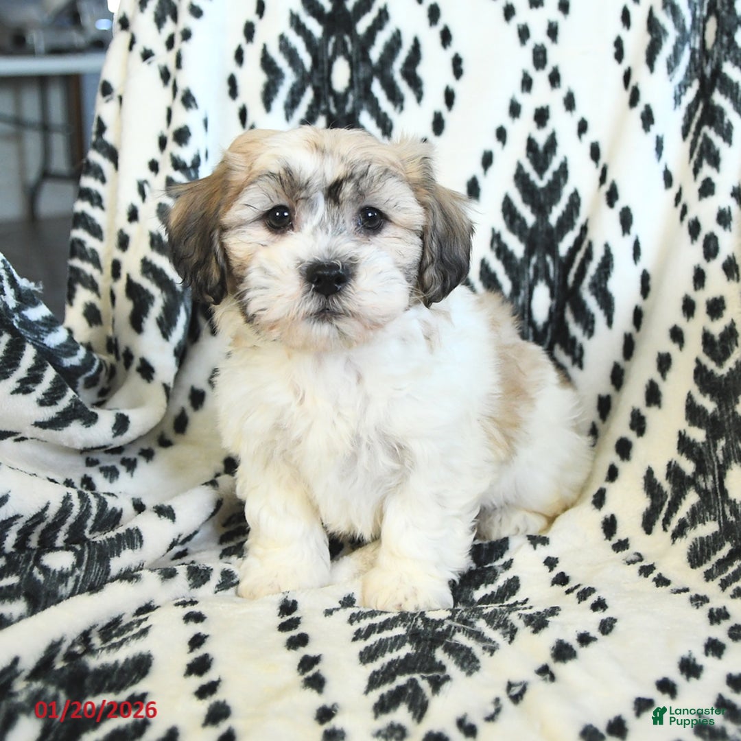 Teddy Bear dogs for sale: Rover - Ad 3